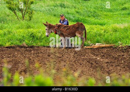A Spanish man leading his donkey-powered plough through his fields in the Galicia region in Spain. Stock Photo