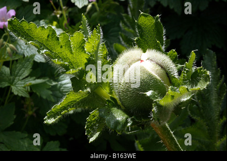 Close-up shot of a opening flower bud of the Oriental poppy (Papaver orientale) Stock Photo