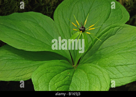 Herb Paris (Paris quadrifolia) Stock Photo