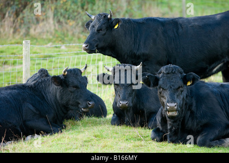Group of relaxed adult Welsh black cattle laid down, lazing on grass & standing in farm field (hardy horned animal bred for meat) - England, GB, UK. Stock Photo