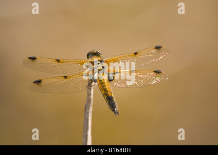 Four Spotted Chaser at rest by the Dragonfly ponds at RSPB Arne on the Purbeck in Dorset Stock Photo