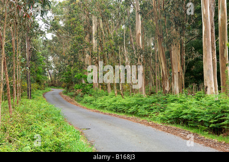 Road through a Eucalyptus forest in the A Coruna province of Spain's Galicia region. Stock Photo