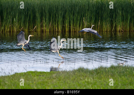 Grey Heron Montage - Ardea cinerea. One Grey Heron, Three Impressions. Avocet in Foreground. Stock Photo
