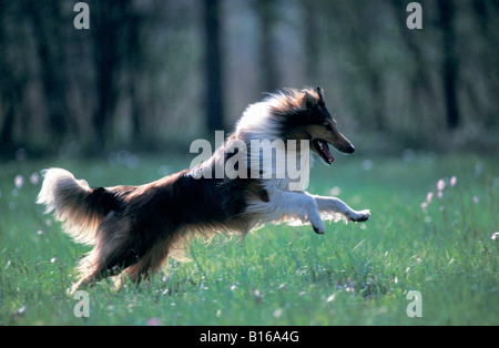 Colley adulte en course Langhaar Collie Rough Collie Long haired Collie Canis lupus familiaris Adult Adults Alone Behavior Behav Stock Photo