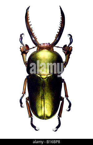 jewel beetle Lamprima adolphinae male iridescent Stock Photo