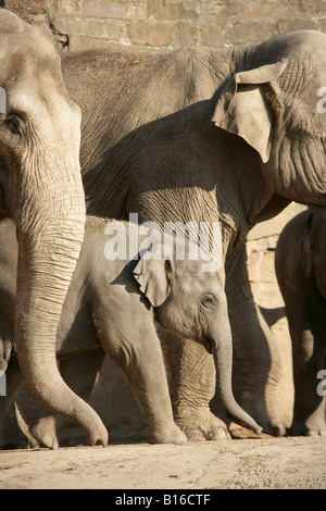 City of Chester, England. Baby elephant among the herd at the elephant enclosure within the 110 acre Chester Zoo. Stock Photo