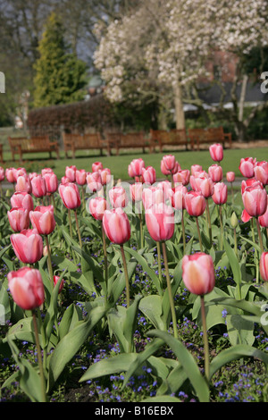 City of Chester, England. Early morning view of spring tulips in Grosvenor Park with park empty benches in the background. Stock Photo