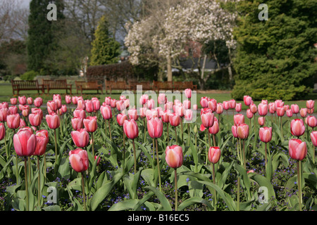 City of Chester, England. Early morning view of spring tulips in Grosvenor Park with park empty benches in the background. Stock Photo