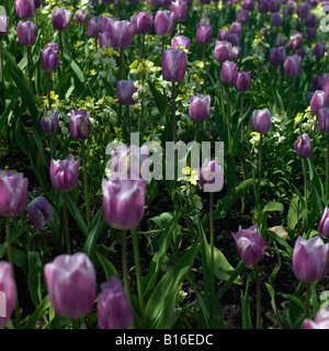 purple tulip flower bed Stock Photo