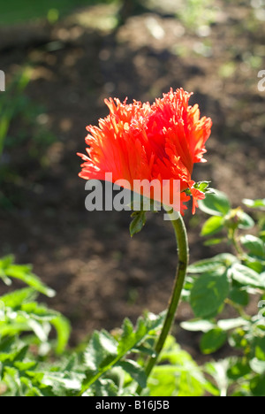 Opening bud of poppy papaver orientale Turkenlouis in June Stock Photo