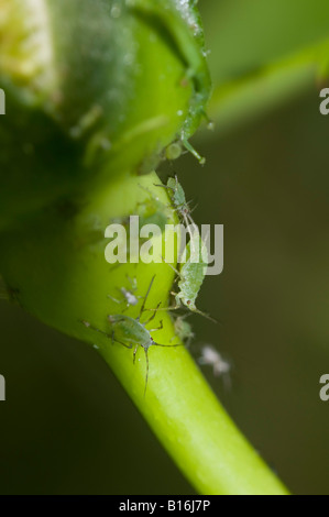 Aphids on rose bud stem Stock Photo