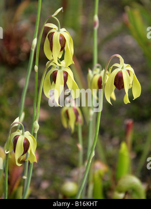California Pitcher plant, Cobra Lily, or Cobra Plant, Darlingtonia californica, Sarraceniaceae. Oregon, California, USA Stock Photo