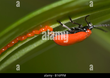 Red lily beetle laying eggs, Lilioceris lilii Stock Photo