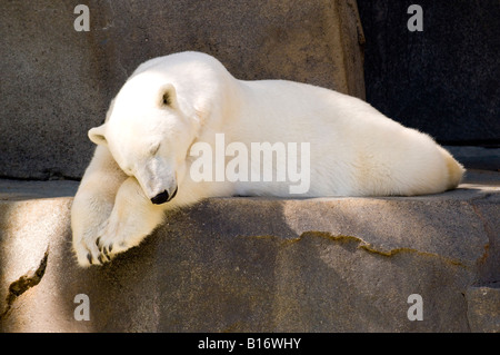 Polar Bear Snoozing Stock Photo