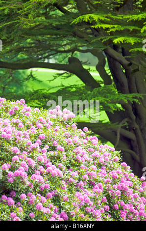 A bank of beautiful pink Rhododendron flowers in an English country garden, England, UK Stock Photo