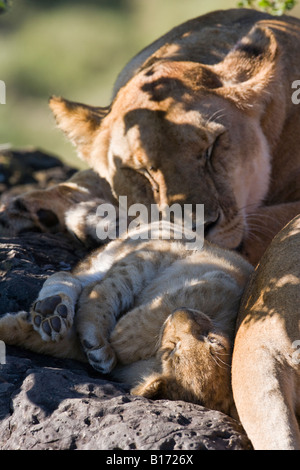 Closeup portrait mother and tiny baby lion, cub sleeping on back paws wrapped together touching mum sunlight on face Panthera Leo Maasai Mara Kenya Stock Photo