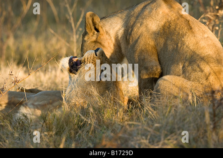 Close-up profile view expressive snarling Mother Lion lying on back scolding talking to baby lion sitting head down close to her open mouth  Botswana Stock Photo