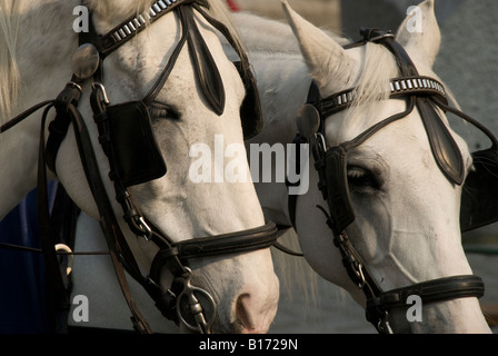 Two lipizzaner horses in Vienna, Austria Stock Photo