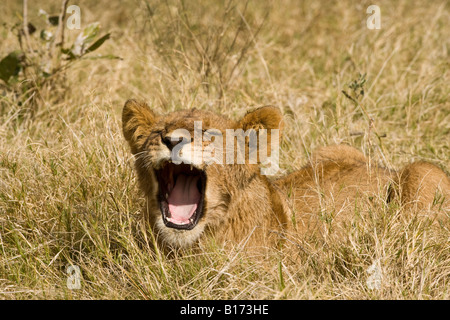 Closeup funny baby lion cub mouth open talking squinting mouth wide open showing teeth singing or saying Ahh lying in grassy field soft background Stock Photo