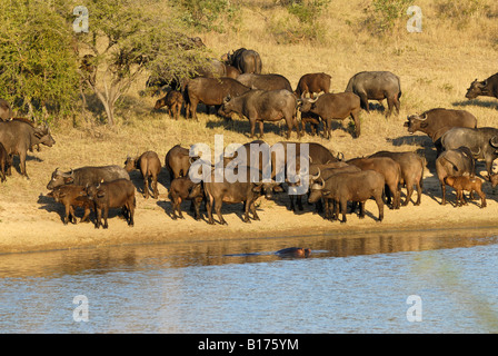 herd of AFRICAN BUFFALOS at waterhole, Syncerus caffer, KRUGER NATIONAL PARK, SOUTH AFRICA Stock Photo