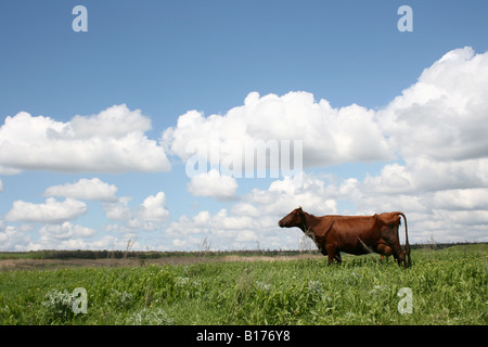 Cow out grazing against deep blue sky Stock Photo