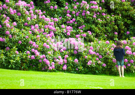 A bank of beautiful pink Rhododendron flowers in an English country garden, England, UK Stock Photo