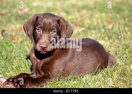 Chocolate lab deals 4 months old