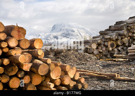 Cut Logs, felled trees, tree trunks,  lumber, logging, wooden, pile, forestry, sawn timber for Export. Scottish Timber Industry, Ben Nevis Scotland UK Stock Photo