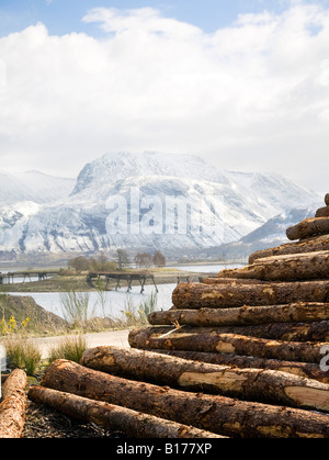 Cut Logs, felled trees, tree trunks,  lumber, logging, wooden, pile, forestry, sawn timber for Export. Scottish Timber Industry, Ben Nevis Scotland UK Stock Photo