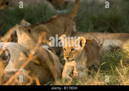 Closeup tiny cute wild baby lion cub, leg raised, walking lit by warm sunset light in green grass beside big mother lion sleeping on her back Botswana