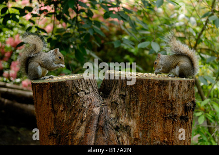 Two grey squirrels feeding on a tree trunk Stock Photo