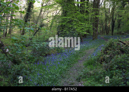 Bluebells along the River Dart in Holne Wood, Dartmoor, Devon, England Stock Photo