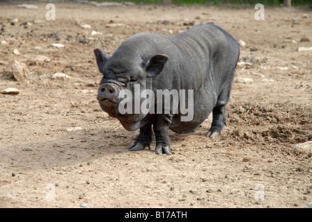 Vietnamese Pot-Bellied Pig, Vergel Safari Park, Alicante Province, Comunidad Valenciana, Spain Stock Photo