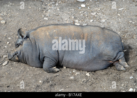 Vietnamese Pot-Bellied Pig, Vergel Safari Park, Alicante Province, Comunidad Valenciana, Spain Stock Photo