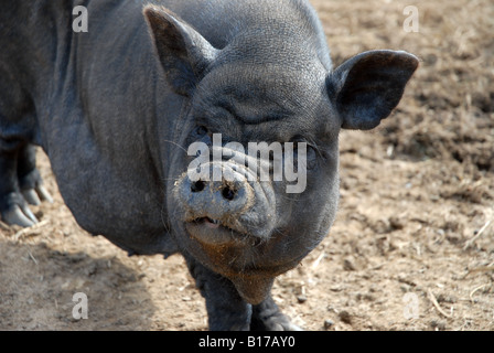 Vietnamese Pot-Bellied Pig, Vergel Safari Park, Alicante Province, Comunidad Valenciana, Spain Stock Photo