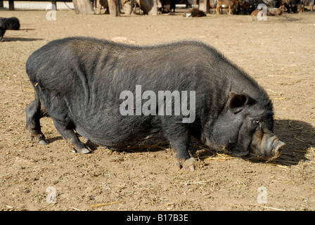 Vietnamese Pot-Bellied Pig, Vergel Safari Park, Alicante Province, Comunidad Valenciana, Spain Stock Photo