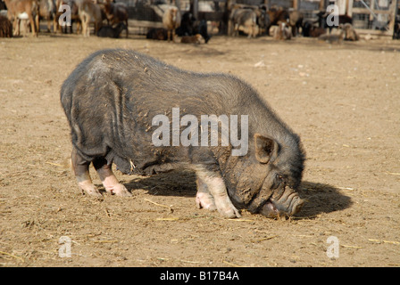 Vietnamese Pot-Bellied Pig, Vergel Safari Park, Alicante Province, Comunidad Valenciana, Spain Stock Photo