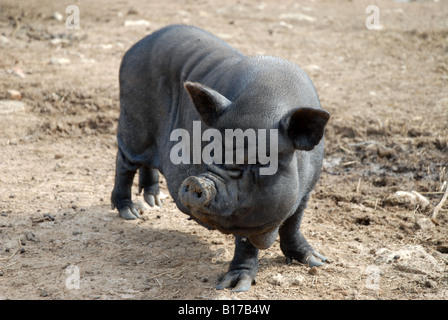 Vietnamese Pot-Bellied Pig, Vergel Safari Park, Alicante Province, Comunidad Valenciana, Spain Stock Photo