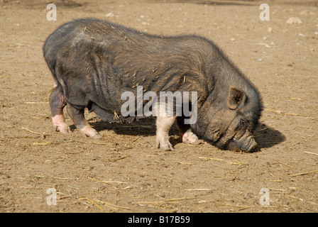 Vietnamese Pot-Bellied Pig, Vergel Safari Park, Alicante Province, Comunidad Valenciana, Spain Stock Photo