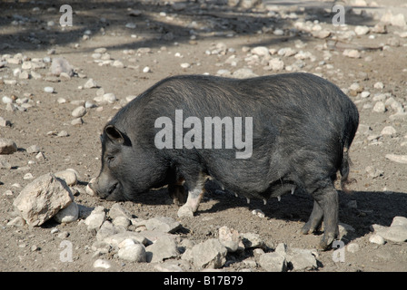 Vietnamese Pot-Bellied Pig, Vergel Safari Park, Alicante Province, Comunidad Valenciana, Spain Stock Photo