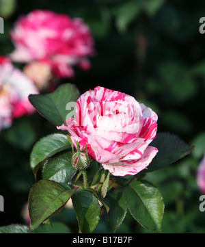 A Scentimental Floribunda Rose Stock Photo