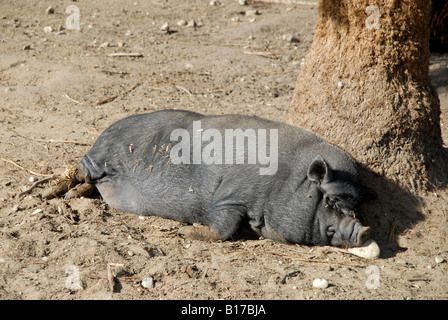 Vietnamese Pot-Bellied Pig, Vergel Safari Park, Alicante Province, Comunidad Valenciana, Spain Stock Photo