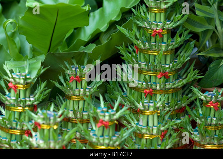 Cambodia Phnom Penh flower arrangement at central Market Stock Photo