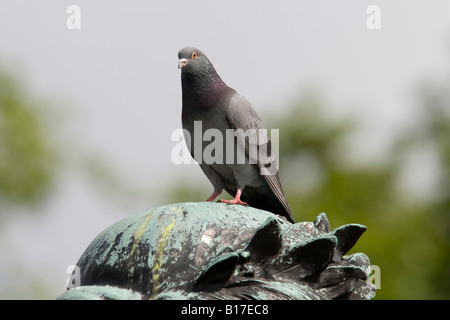 A pigeon ( Columba Guinea) sits on top of a statue in London. Stock Photo