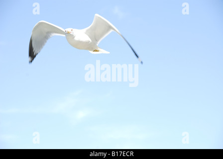 Lonesome Gull Stock Photo