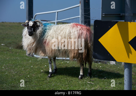 horned sheep black mottled face with wool with paint stains gate and arrow warning sign county mayo republic of ireland Stock Photo