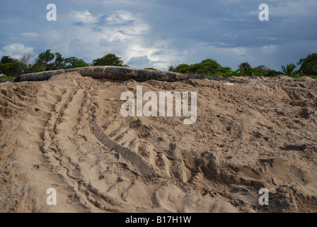 leatherback track on the beach les Hattes Guyane française Stock Photo