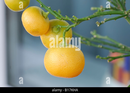 The mandarins fruits on the branch of the mandarin tree without the leaves Stock Photo
