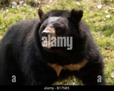 large Himalayan black bear Stock Photo