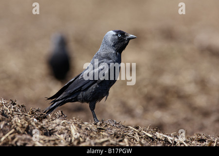 Jackdaw Corvus monedula feeding on muck heap Ashwell Hertfordshire Stock Photo